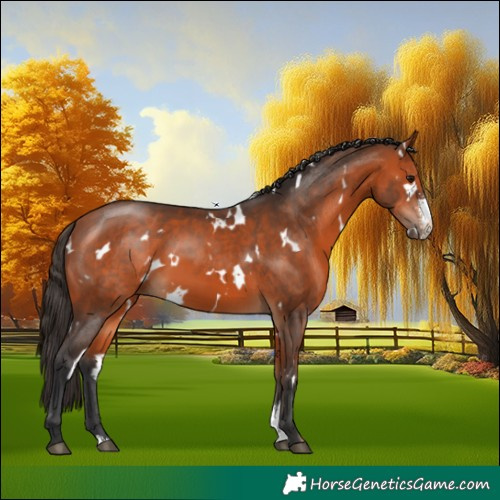 Horse Color:White Spotted Bay Sabino