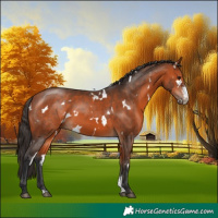 Horse Color:White Spotted Bay Sabino