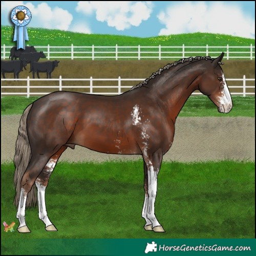 Horse Color:Liver Chestnut Sabino 