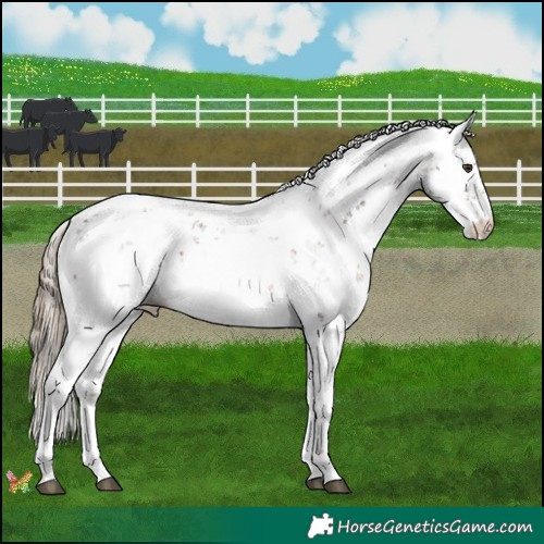 Horse Color:Liver Chestnut Sabino 