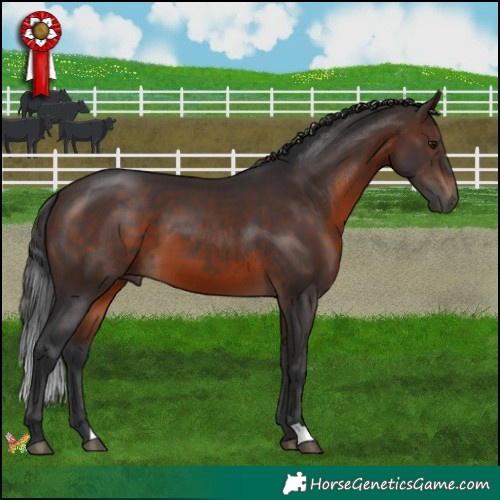Horse Color:Brown 