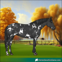 Horse Color:White Spotted Black 