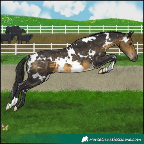 Horse Color:White Spotted Buckskin Rabicano 