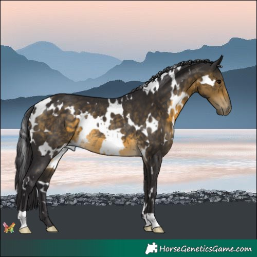 Horse Color:White Spotted Buckskin Rabicano 