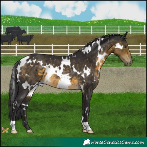 Horse Color:White Spotted Buckskin Rabicano 
