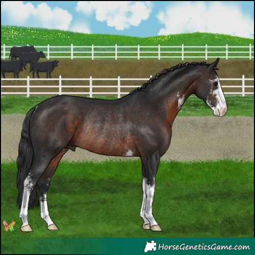 Horse Color:Brown Sabino Rabicano 