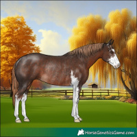 Horse Color:Liver Chestnut Sabino Rabicano 