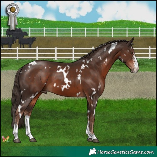 Horse Color:White Spotted Liver Chestnut Sabino 