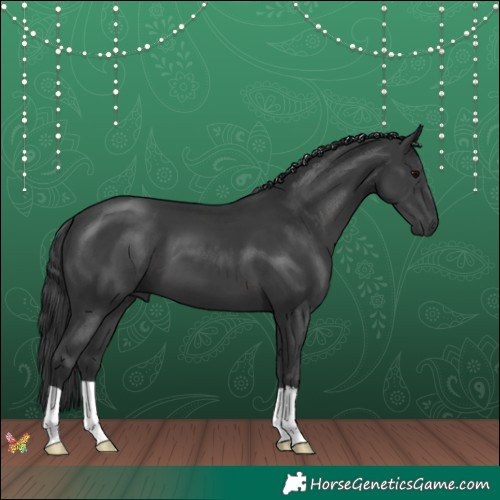 Horse Color:Black 
