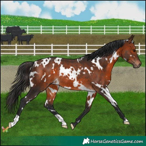 Horse Color:White Spotted Brown Rabicano 