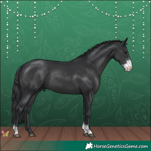 Horse Color:Black Sabino 