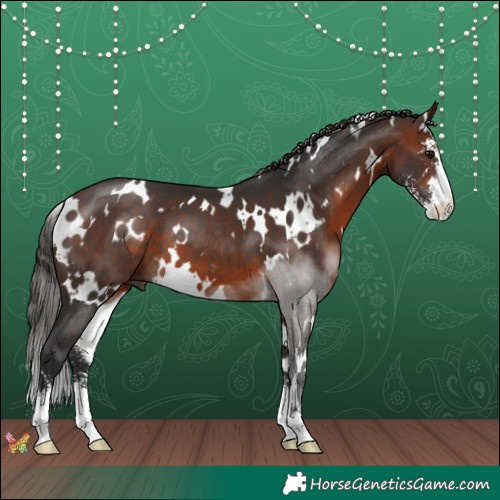 Horse Color:White Spotted Brown Sabino 