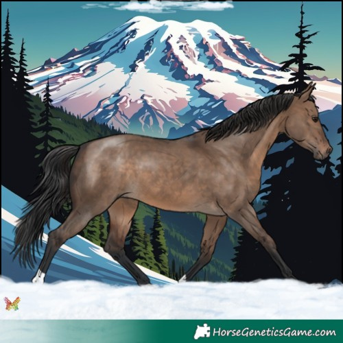 Horse Color:Brown Dun 