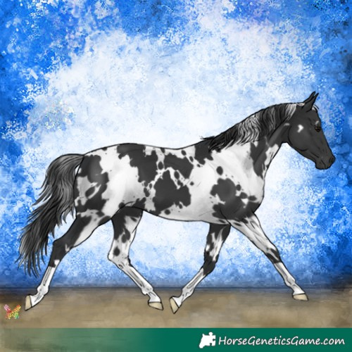 Horse Color:White Spotted Black 