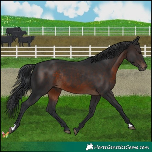 Horse Color:Brown Rabicano 