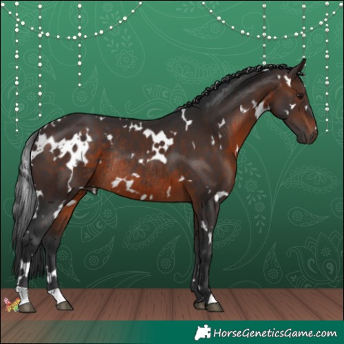Horse Color:White Spotted Brown Rabicano 