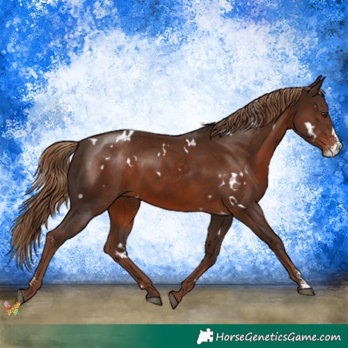 Horse Color:White Spotted Liver Chestnut Sabino 