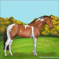 Horse Color:Bay Tobiano 