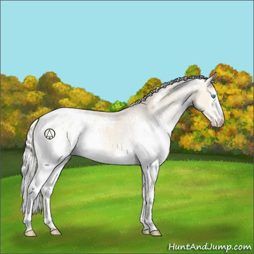 Horse Color:White Spotted Silver Perlino Dun Appaloosa 
