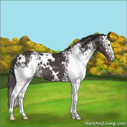 Horse Color:White Spotted Smoky Black Rabicano 