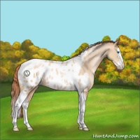 Horse Color:Classic Champagne Pearl Splash Tobiano Near Leopard Rabicano 