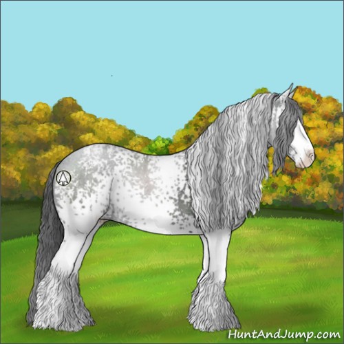 Horse Color:White Spotted Black Sabino Rabicano 