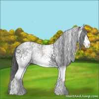 Horse Color:White Spotted Black Sabino Rabicano