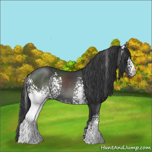 Horse Color:White Spotted Black Rabicano 