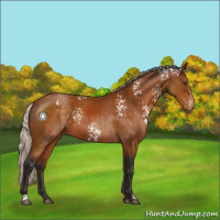 Horse Color:White Spotted Silver Buckskin Appaloosa 