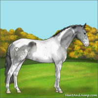 Horse Color:Black Sabino Tobiano Rabicano 