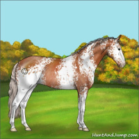 Horse Color:White Spotted Silver Bay Rabicano 