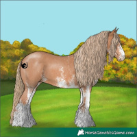 Horse Color:White Spotted Chestnut 