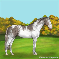 Horse Color:White Spotted Silver Black Tobiano Rabicano