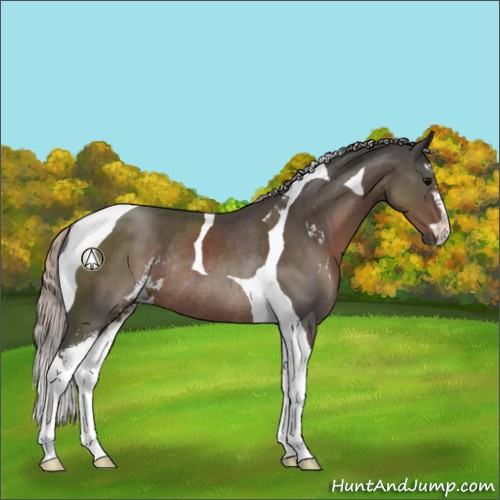 Horse Color:Silver Black Sabino Tobiano Rabicano 