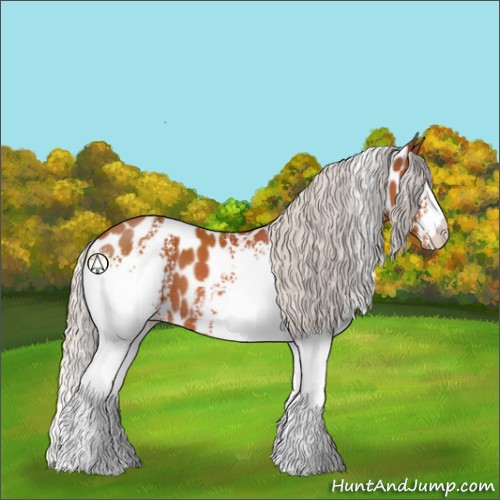 Horse Color:White Spotted Silver Brown Sabino Appaloosa 