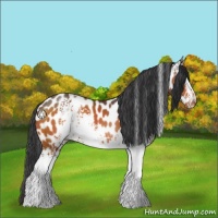 Horse Color:White Spotted Brown Appaloosa 