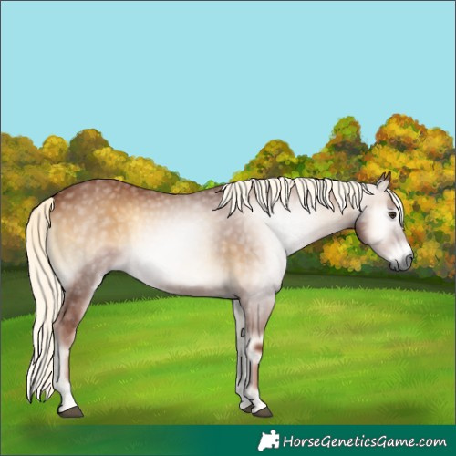 Horse Color:Gray Red Onyx Mushroom 