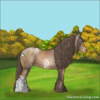 Horse Color:White Spotted Black Pearl Sabino 