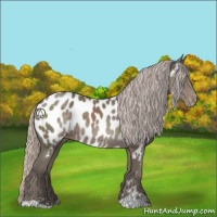 Horse Color:Silver Black Sabino Near Leopard 