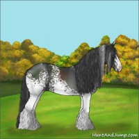 Horse Color:White Spotted Black Sabino 