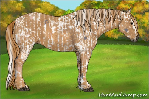 Horse Color:Gray White Spotted Black Brindle
