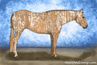 Horse Color:Gray White Spotted Black Brindle