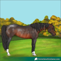 Horse Color:Brown Rabicano 