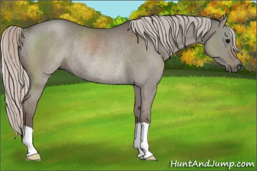 Horse Color:Silver Grullo Rabicano