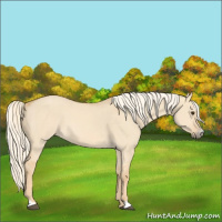 Horse Color:Red Dun Mushroom Sabino 