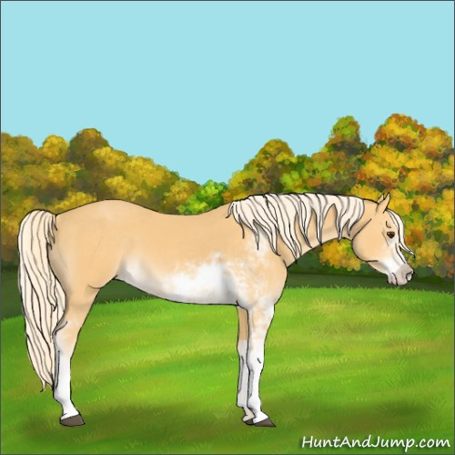 Horse Color:Palomino Sabino 
