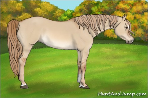 Horse Color:Red Dun Sabino 