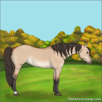 Horse Color:Bay Dun 