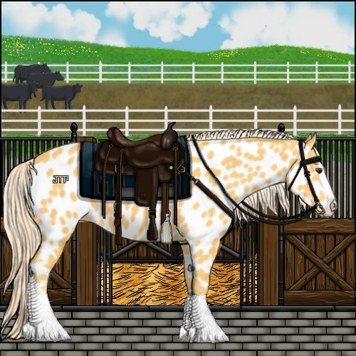 Horse Color:Palomino Splash Appaloosa 