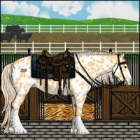 Horse Color:Palomino Splash Appaloosa